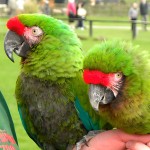 军舰金刚鹦鹉-缩略图-1