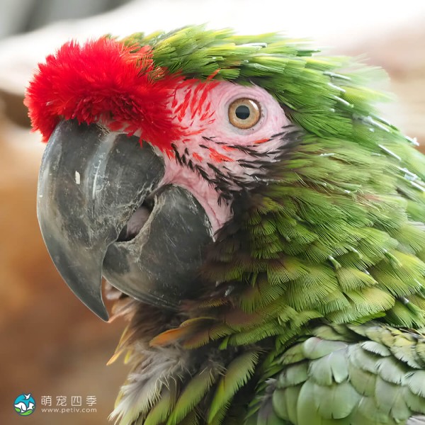 军舰金刚鹦鹉-2