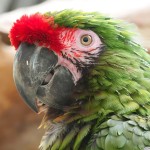 军舰金刚鹦鹉-缩略图-2