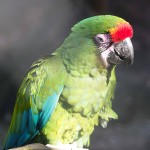 军舰金刚鹦鹉-缩略图-3