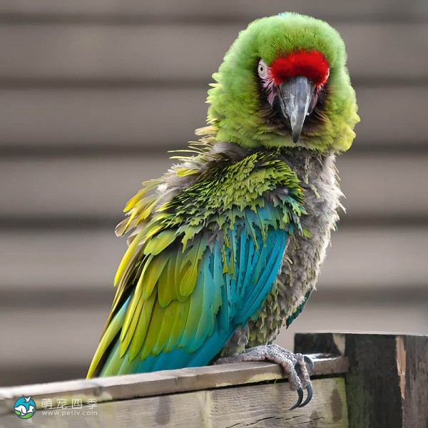 军舰金刚鹦鹉-4