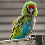 军舰金刚鹦鹉-缩略图-4