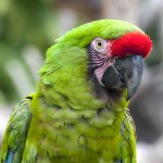 军舰金刚鹦鹉-缩略图-5