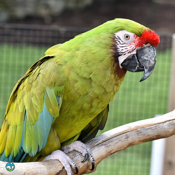 军舰金刚鹦鹉-6