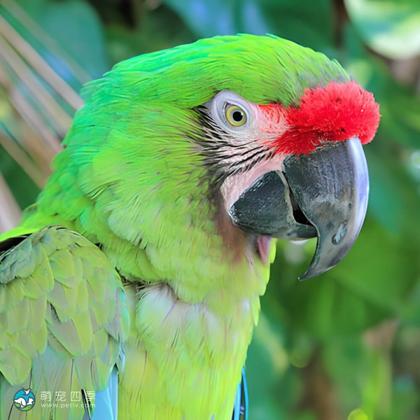 军舰金刚鹦鹉-7