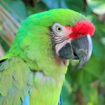 军舰金刚鹦鹉-缩略图-7