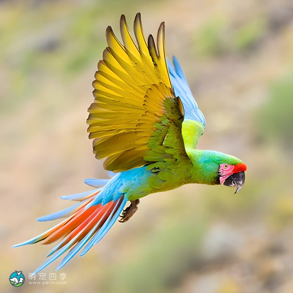 军舰金刚鹦鹉-8