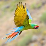 军舰金刚鹦鹉-缩略图-8