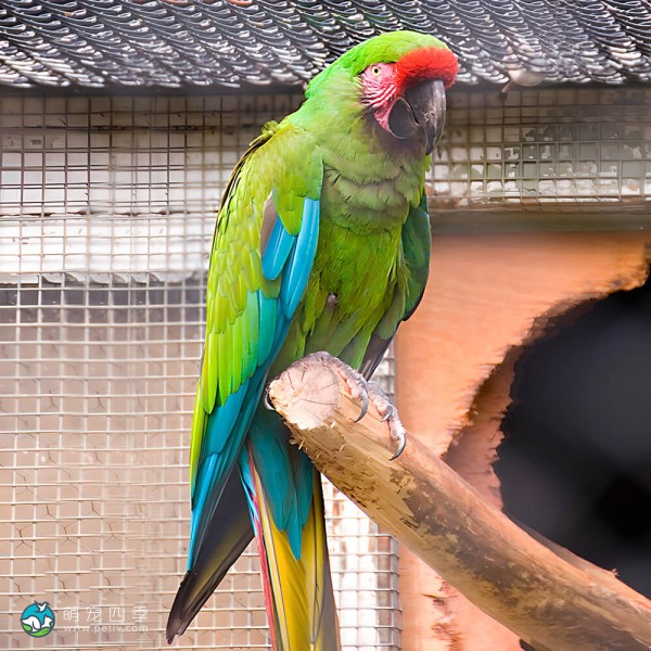 军舰金刚鹦鹉-9