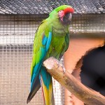 军舰金刚鹦鹉-缩略图-9