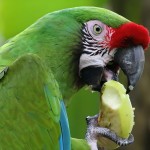 军舰金刚鹦鹉-缩略图-10