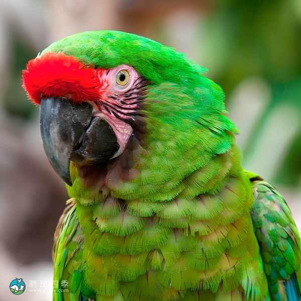 军舰金刚鹦鹉-11