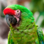 军舰金刚鹦鹉-缩略图-11