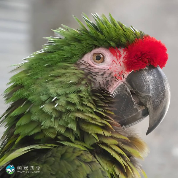 军舰金刚鹦鹉-12