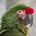 军舰金刚鹦鹉-缩略图-12