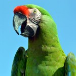 军舰金刚鹦鹉-缩略图-13