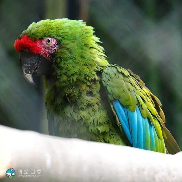 军舰金刚鹦鹉-14