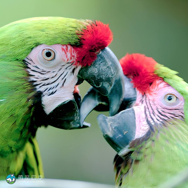 军舰金刚鹦鹉-15