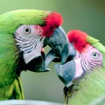 军舰金刚鹦鹉-缩略图-15