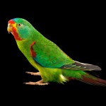 雨燕鹦鹉-缩略图-1