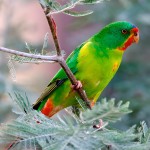 雨燕鹦鹉-缩略图-2