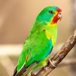 雨燕鹦鹉-缩略图-3