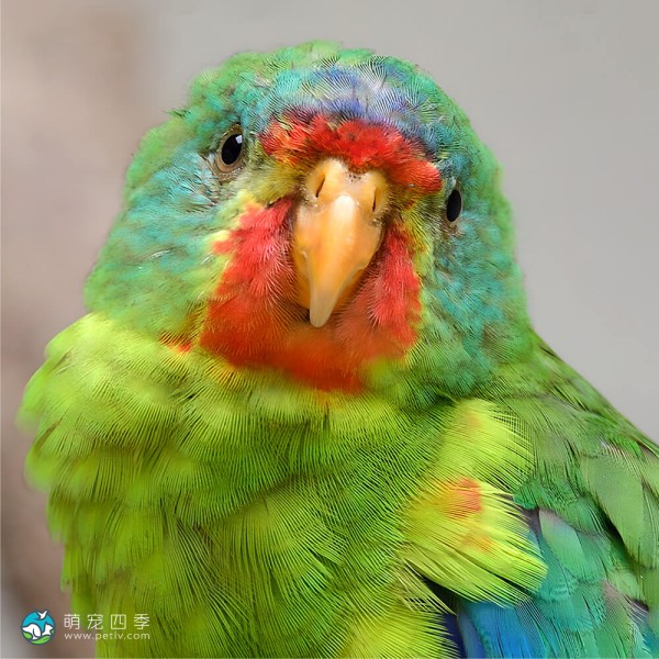 雨燕鹦鹉-4