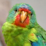 雨燕鹦鹉-缩略图-4