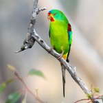 雨燕鹦鹉-缩略图-5