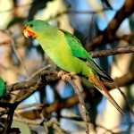 雨燕鹦鹉-缩略图-6