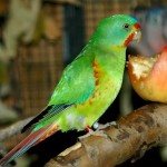 雨燕鹦鹉-缩略图-8