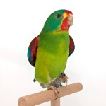 雨燕鹦鹉-缩略图-9