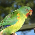 雨燕鹦鹉-缩略图-10