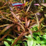 棕中柳草-缩略图-1