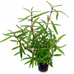 棕中柳草-缩略图-2