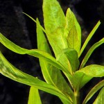 棕中柳草-缩略图-3