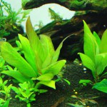 棕中柳草-缩略图-4