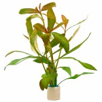 棕中柳草-缩略图-5