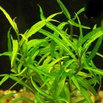 棕中柳草-缩略图-6