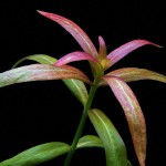 棕中柳草-缩略图-7