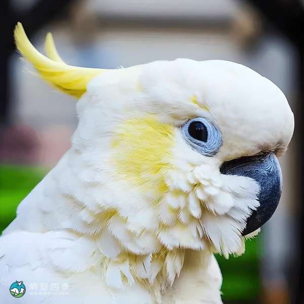 葵花凤头鹦鹉-1