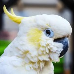 葵花凤头鹦鹉-缩略图-1