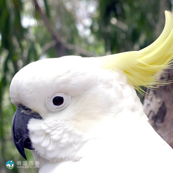 葵花凤头鹦鹉-2