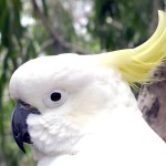 葵花凤头鹦鹉-缩略图-2