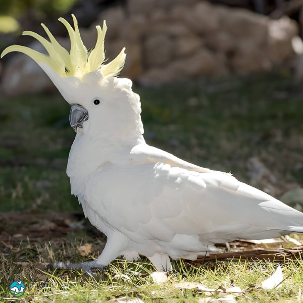 葵花凤头鹦鹉-3