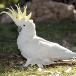 葵花凤头鹦鹉-缩略图-3