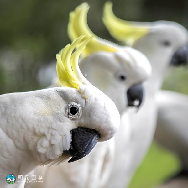 葵花凤头鹦鹉-4