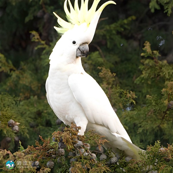 葵花凤头鹦鹉-5