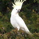 葵花凤头鹦鹉-缩略图-5