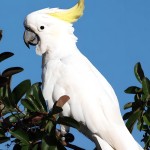 葵花凤头鹦鹉-缩略图-6